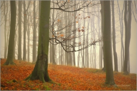 <p>Šluknovsko - Království</p>